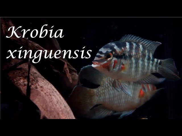 הגיית וידאו של Pterygoplichthys בשנת אנגלית