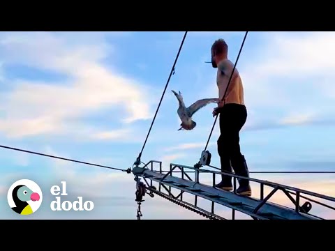 Chico en el mar salva a una gaviota | El Dodo