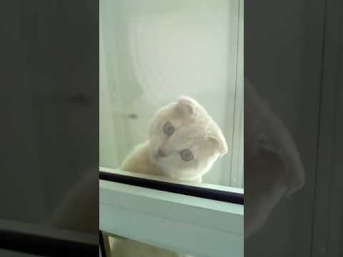 ШОК РУФЕР КОТ СОРВАЛСЯ С 9 ЭТАЖА!!!!!!