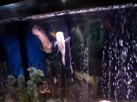 my oscar fish in a 20g tank