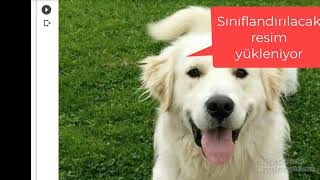 PyTorch - TorchVision  ile Köpek Cinslerini Tespit Etme