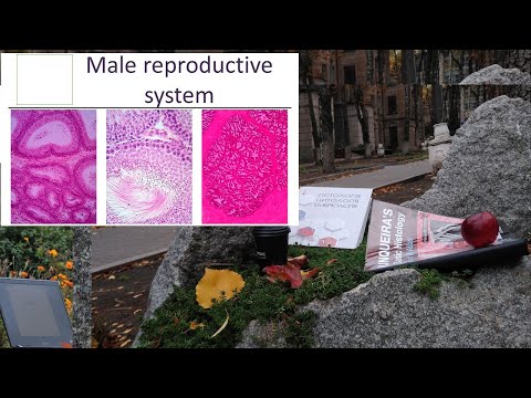 26. Male reproductive system (Histology lecture)