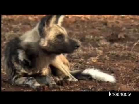Loài Chó Hoang Châu Phi