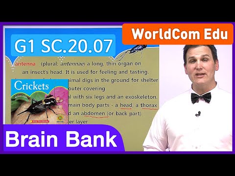 Learn English | Brain Bank Grade 1 Science | 20 Crickets - Part 3/3 | English stories for Children