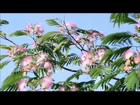 Gunadasa Kapuge & Malani Bulathsinhala...Siri poda wassa wahi..(සිරි පොද වැස්ස වහී හාදු දී සුළං)