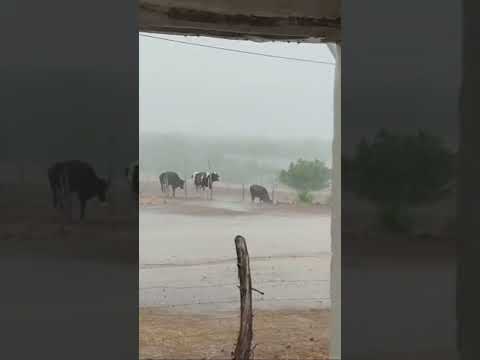 Sítio Olinda Solonópole Ceará. Primeira chuva do 2026 20 Janeiro