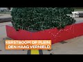 Kerstboom in Den Haag vernield, politie zoekt 'sneuneus'