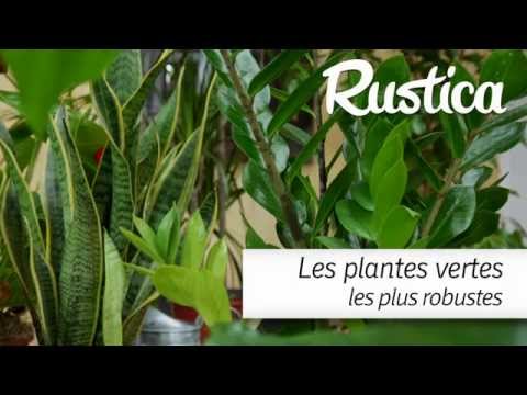 comment soigner la plante zamioculcas