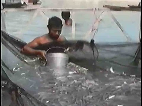 Bait Fish Farming & Tuna Fishing