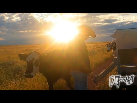 Early Morning Feeding Goes Wrong - A Thankless Job