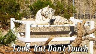 Diary of a White Tigress