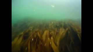 preview picture of video 'Fossenstraumen freediving and spearfishing. Norway, Bergen.'