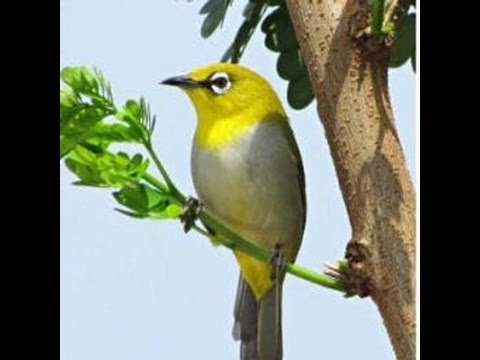 Download Suara Burung Pleci Ngalas Edan Berbagai Suara