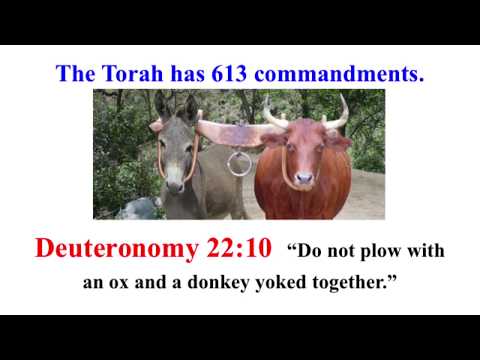 Bible’s Torah = 613 commandments Deuteronomy 22:10 Do not yoke ox and donkey The Chosen Chaim Potok