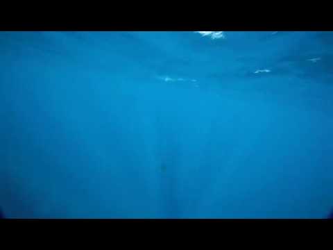 Whale Shark in Antigua
