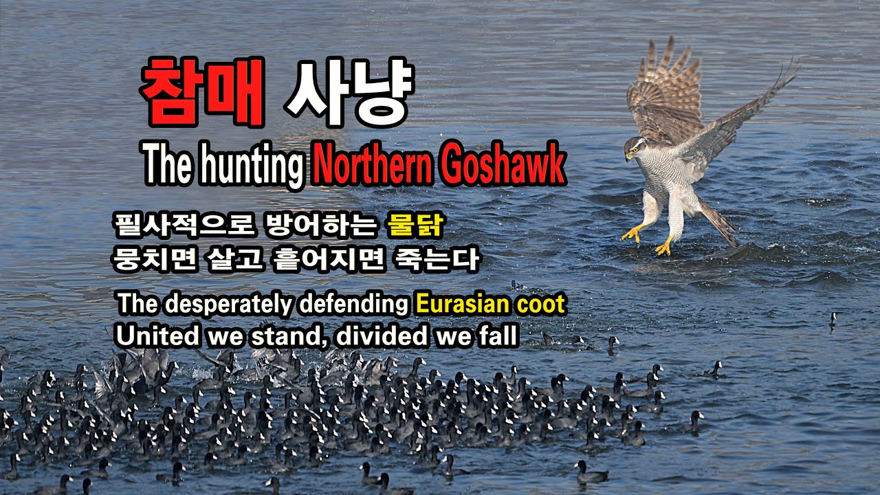 참매 사냥 유튜브 썸네일