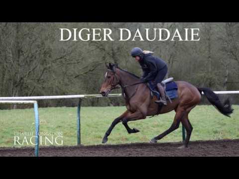Horse For Sale: DIGER DAUDAIE