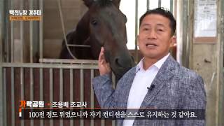 [백전노장 경주마] 100전을 넘긴 코리아헌터, 가락공원