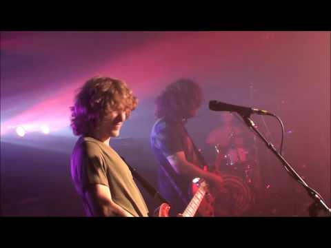 Pigeons Playing Ping Pong