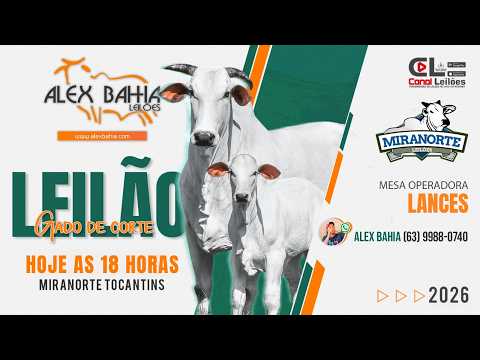 LEILÃO GADO DE CORTE MIRANORTE LEILÕES- ALEX BAHIA LEILÕES  | MIRANORTE -TO 06/02/2026.