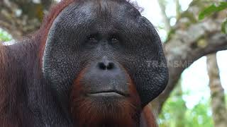 Download lagu Kenalin Nih Roger Si Raja Orang Utan | SI OTAN (31/08/22) mp3 Download lagu Kenalin Nih Roger Si Raja Orang Utan | SI OTAN (31/08/22) mp3