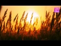 Alison Moyet - Love Resurrection 