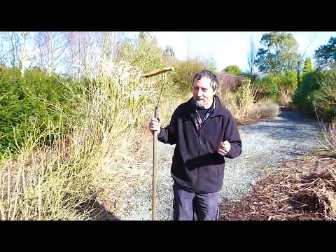 Cutting Back Perennials in a Perennial Border (Part 2)