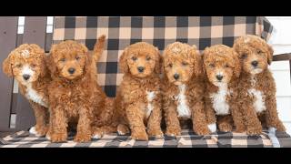 Video preview image #1 Goldendoodle (Miniature) Puppy For Sale in DORNSIFE, PA, USA