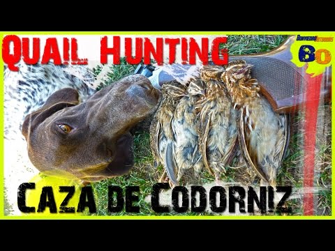 CAZA DE CODORNIZ CON PERRO DE MUESTRA #1 | LANCES de MEDIA VEDA | QUAIL HUNTING | 2016 | HD