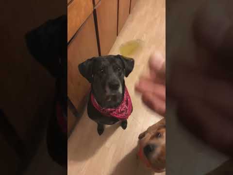 La chienne voulait goûter aux cornichons... elle découvre qu'elle déteste les cornichons !