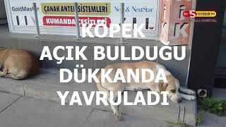 SEYDİŞEHİRDE SOKAK KÖPEĞİ  BOŞ BULDUGU İŞYERİNE  YAVRULADI