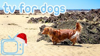 ChristmasEveTVforDogs!ChillYourDogatXmaswithTV!NEW!