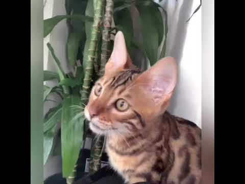 Bengal cat making weird noises (hunting a fly!)