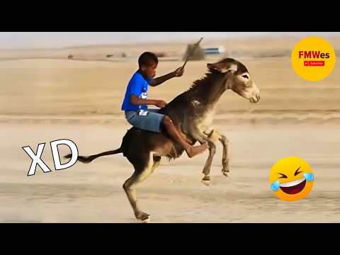 SI TE RÍES PIERDES NIVEL DIOS #268 🤣 VIDEOS DE RISA 😎HUMOR VIRAL MEXICANO😆