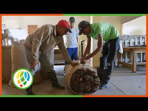 Consolación del Sur aumenta la producción de tabaco en esta campaña