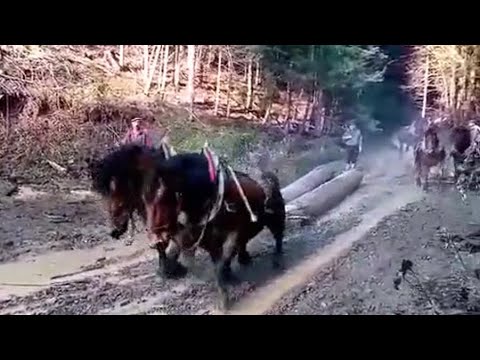 BRAČA PRODALI KAMIONE, KUPILI KONJE I IZVLAČE DRVA IZ ŠUMA ZA ŠUMARIJU