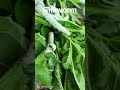 #silkworm feeding on Mulberry leaves....& one is ready to pose for the video
