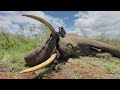 Zander Osmers Safaris Elephant hunt    HD