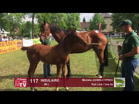 Sprinter Sacré Show 2018 : Lot 117 - INSULAIRE