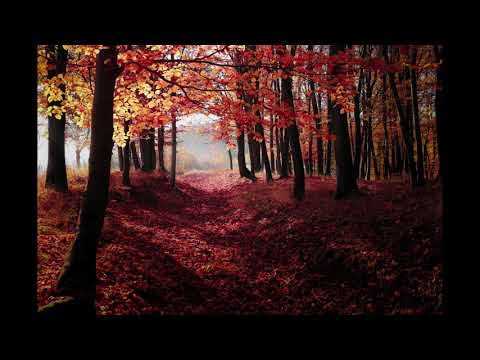 Lied der Nachtigall musescore