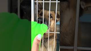 Video preview image #1 German Shepherd Dog Puppy For Sale in Pasadena, CA, USA