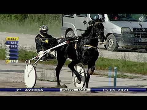 Aversa trotto 15 Maggio 2021 - 7° Corsa