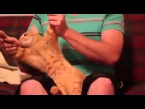 Cat Dancing Dubstep (Skrillex - Cinema) [FUNNY]