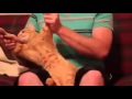 Cat Dancing Dubstep (Skrillex - Cinema) [FUNNY ...