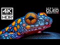 WORLD'S MOST INCREDIBLE 4K VIDEOS | 4K HD ..