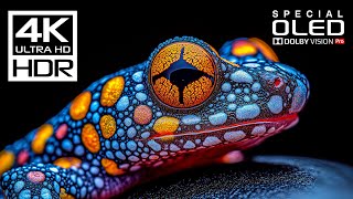 Download lagu World's Most Incredible 4K Videos | 4K HDR 60fps | Dolby Vision mp3 Download lagu World's Most Incredible 4K Videos | 4K HDR 60fps | Dolby Vision mp3