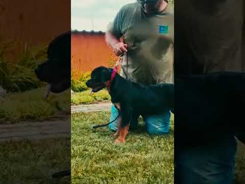 Rottweiler puppy for sale