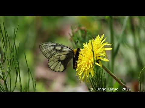 ウスバシロチョウ吸蜜