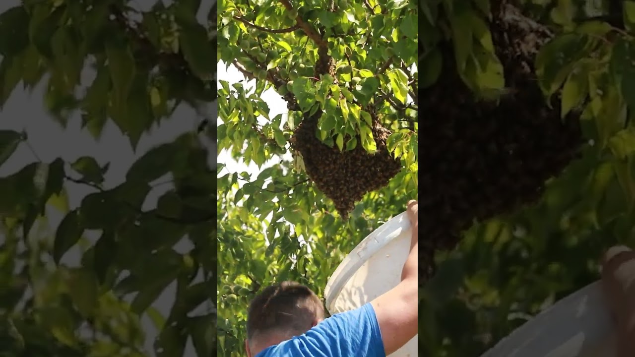 Shaking a Bee Swarm from an Apricot Tree into a Bucket | Beekeeping 101