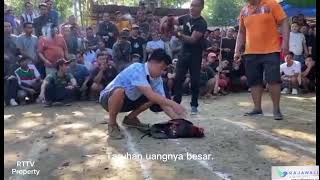 Download lagu Cockfighting Tournament with Millions of Rupiah Stakes Goes Viral in Putussibau mp3